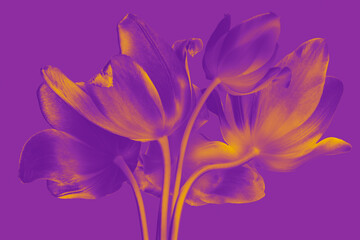 purple tulips on a purple background, abstract design image.