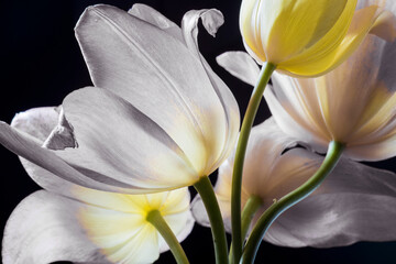 tulips on a black background, white and yellow petals, studio shot.