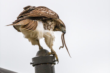 Closeup shot of a hawk eating a snake on the white background