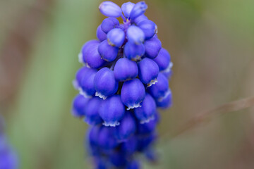 fleur bleue
