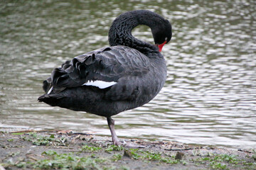 A close up of a Black Swan