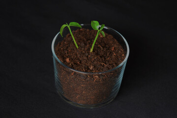 potted plant, orange tree sprout, earth 