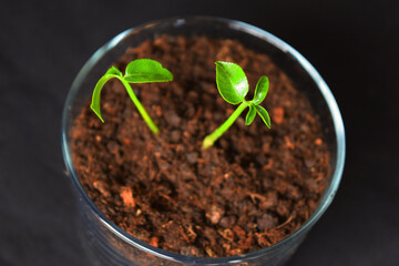 potted plant, orange tree sprout, earth 