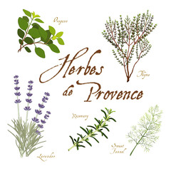 Herbes de Provence, Lavender, Rosemary, Thyme, Sweet Fennel, Oregano. Classic blend, aromatic herbs from southwest France flavors fish, meats, olives, potatoes, stews, soups, sauces, isolated on white