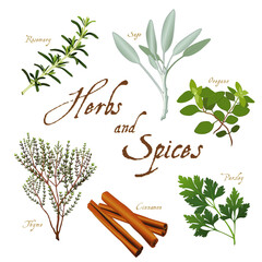 Herbs and Spices, fresh Rosemary, Garden Sage, Flat Leaf Parsley, stick Cinnamon, English Thyme and Italian Oregano isolated on white. 