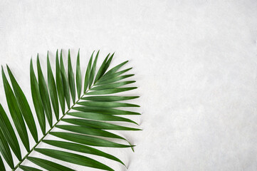 Green palm leaf on white textured background. Top view and copy space