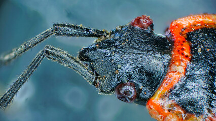 An eight times enlarged fire beetle