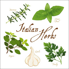 Italian Herbs for regional cuisine, Rosemary, Garlic, Italian Oregano, Sweet Basil and Italian Parsley, isolated on white. 