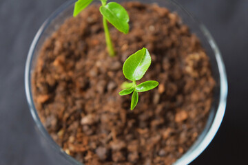 potted plant, orange tree sprout, earth 
