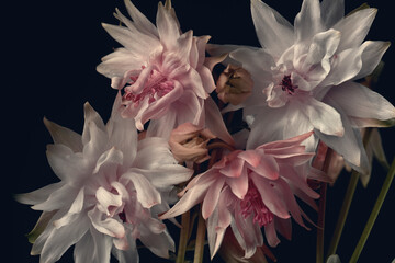 Fototapeta na wymiar white and pink flowers on a black background, close-up, aquilegia flowers, studio shot.