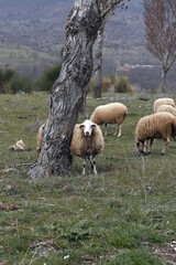 borrega de raza española en la dehesa mirando a cámara y rascándose en un árbol