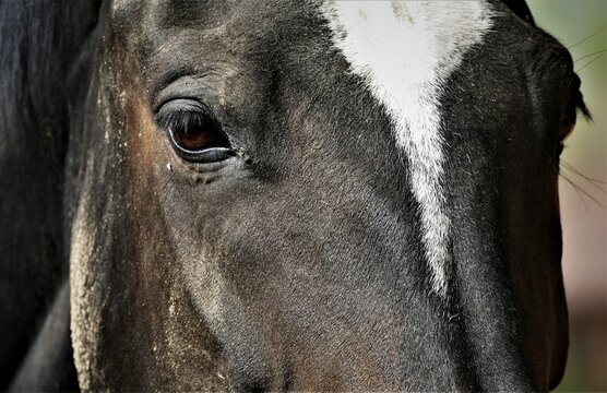 Portrait of beautiful black horse eyes detail