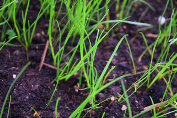 Obraz premium grass growing in the soil