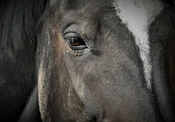 Portrait of beautiful black horse eyes detail