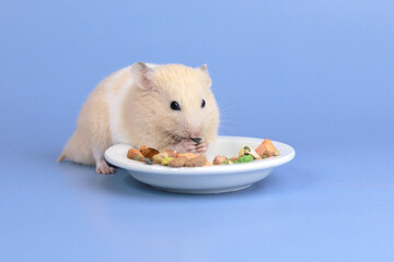 A fluffy hamster eats dry food from a saucer, taking care of a pet. Feeding the animal. Close-up