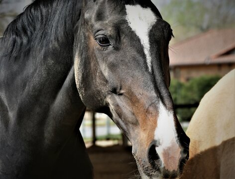 Portrait of beautiful black horse on the farm