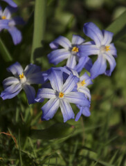 Sibirischer Blaustern