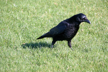 crow on the grass