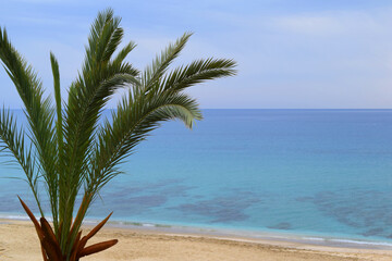 Fototapeta premium palm trees on the beach