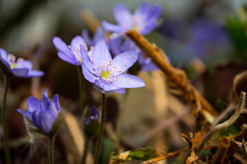Purple flowers in spring in the garden