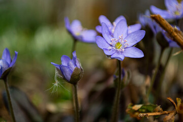 Purple flowers in spring in the garden