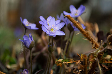 purple crocus flowers