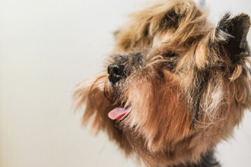 Yorkshire terrier dog grooming and cutting hair at home