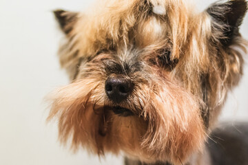 Yorkshire terrier dog grooming and cutting hair at home