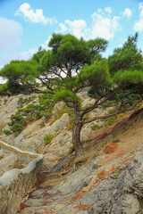 Fototapeta na wymiar Beautiful green pine trees on the rocky seashore. In the background is a blue sky with clouds. Nearby is a trekking route Golitsyn Trail. Taken in Novy Svet, Crimea.