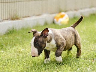 Closeup shot of a bull terrier puppy in a park during the day