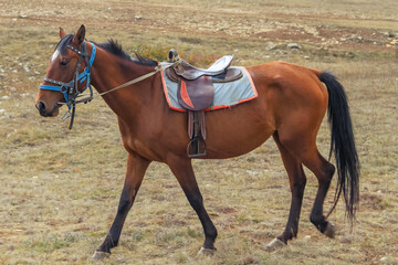 Brown horse with saddle and harness in the pasture.