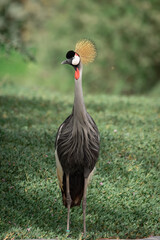 Grey Crowned Crane in Al Qudra desert of Dubai