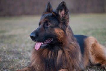 beautiful big dog german shepherd