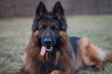 beautiful big dog german shepherd