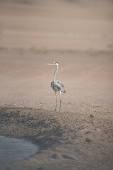 Blue Heron in the Desert of Dubai