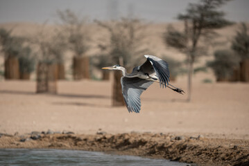 Blue Heron in Flight in the desert of Dubai