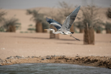 Blue Heron in Flight in the desert of Dubai