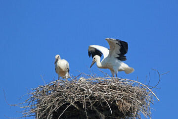 	
storks in their nest	