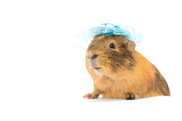 Guinea pig with blue hat isolated on white background
