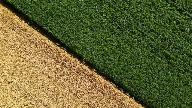 Aerial drone view over border between yellow wheat field and green agricultural field. Top view two halves of fields. Rural landscape scenery country. Agricultural natural background. Crop fields