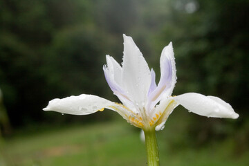 Closeup shot of a white iris flower with water drops in a garden