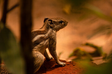 Squirrel on the ground.