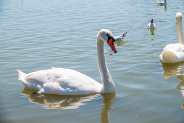 Naklejka premium Graceful white Swan swimming in the lake, swans in the wild. Portrait of a white swan swimming on a lake.