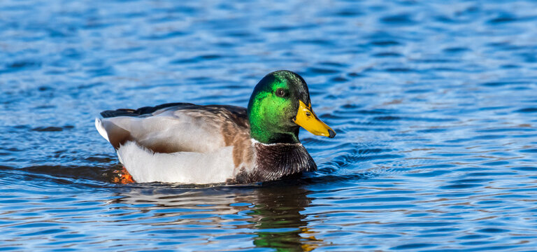 Closeup Shot Of Minnesota Mallards