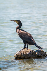 Great cormorant, Phalacrocorax carbo, standing on a stone on the sea shore.