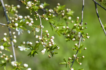 Wild plum branches with blooming buds of white flowers on blurred background of green grass in spring garden. Beauty in nature. Close-up. Selective focus.