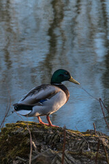 A Malllard Duck in the light of the evening sun.