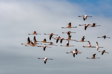 Flock of pink flamingos flying in Namibia, beautiful birds
