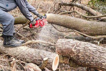 チェーンソーによる裏山の伐採作業