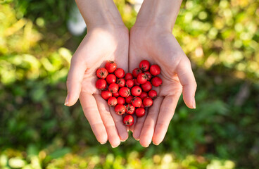 Woman hands holding hawthorn berry heart shape on a tree forest sunlight background	 - obrazy, fototapety, plakaty